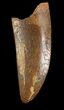 Timurlengia (Tyrannosaur) Tooth - Uzbekistan #48017-1